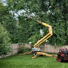 How Our Tree Care Process Works  in  Rich Hill, MO
