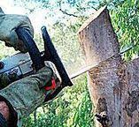 Best Utility Line Clearance  in Rich Hill, MO