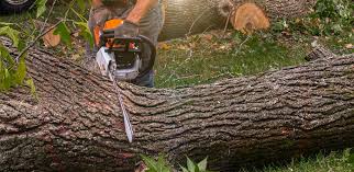 Best Tree Trimming and Pruning  in Rich Hill, MO