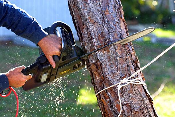 Lawn Pest Prevention in Rich Hill, MO
