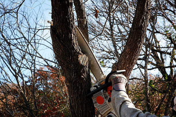 Trusted Rich Hill, MO Tree Care Experts