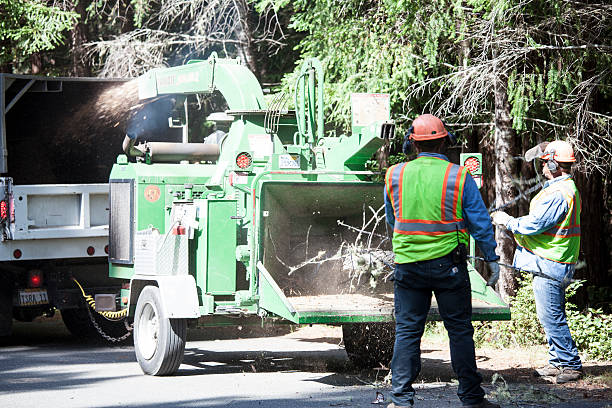 Tree and Shrub Care in Rich Hill, MO