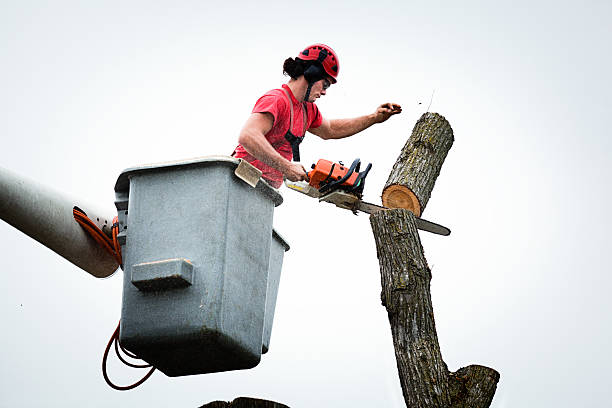 Best Hazardous Tree Removal  in Rich Hill, MO